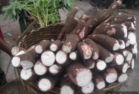 Cassava Flour: 5 Essential Facts Every Cook Should Know
