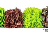12 Costco Salad Kits: Which Ones to Buy and Which to Skip