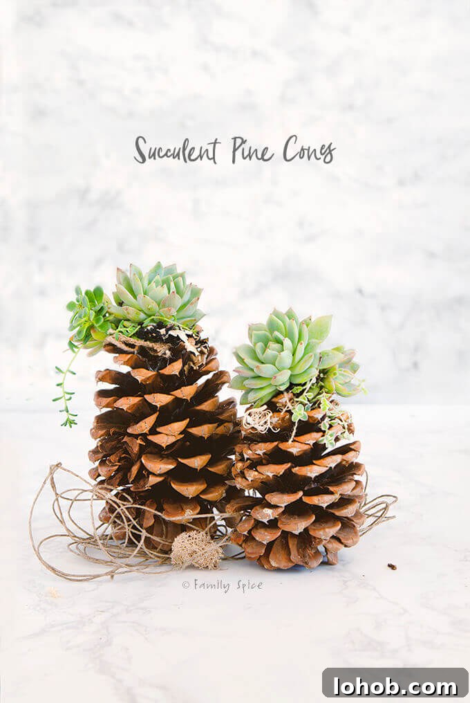 Pinecone Succulents