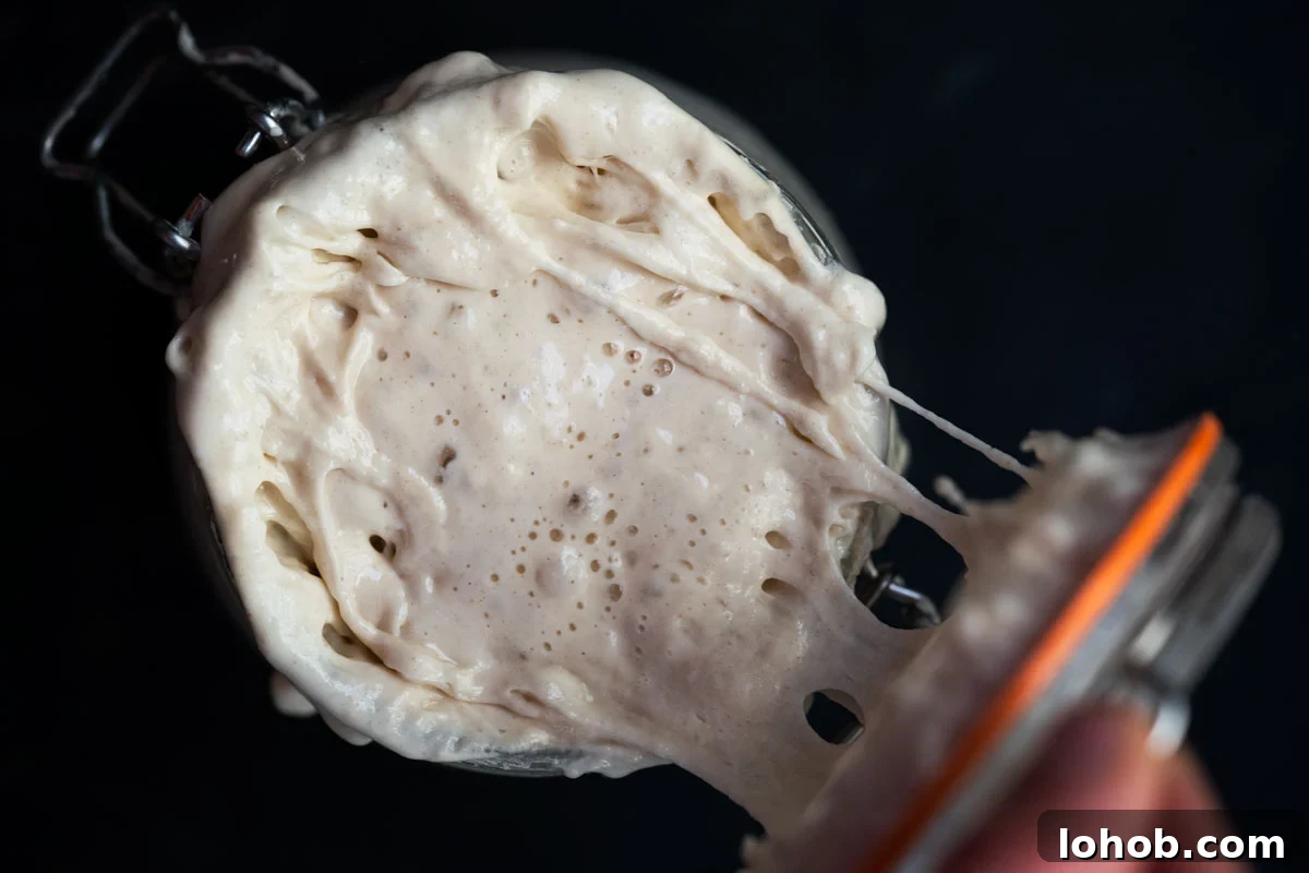 Create and Maintain a Reliable Sourdough Starter for Homemade Bread 3 Opening a jar with a bubbly and active sourdough starter