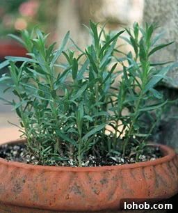 tarragon