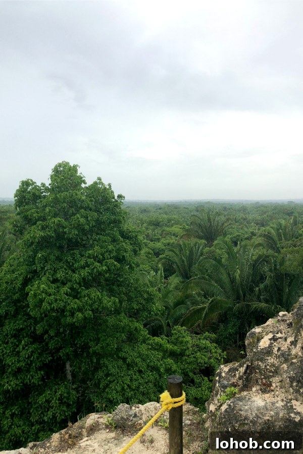 Exploring Lamanai: Belize’s Ancient Maya Ruins Guide 5 Tree Line from the top of the High Temple, Lamanai Belize