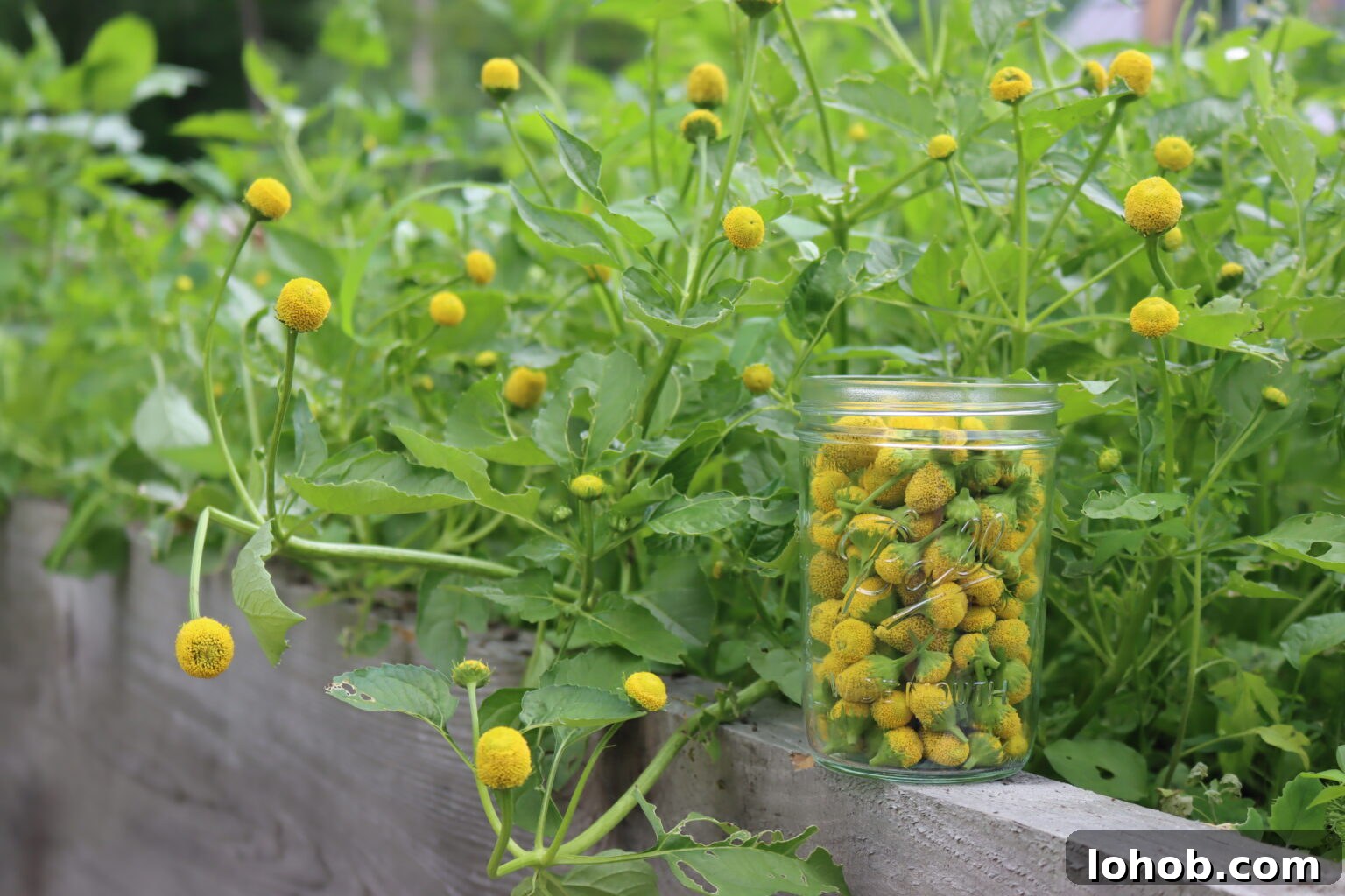 Raised Bed Gardening Guide for Beginners: Start Growing Vegetables 11 Making Spilanthes Tincture