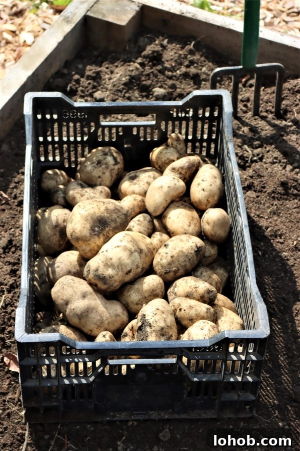Raised Bed Gardening Guide for Beginners: Start Growing Vegetables 12 Raised Bed Potato Harvest