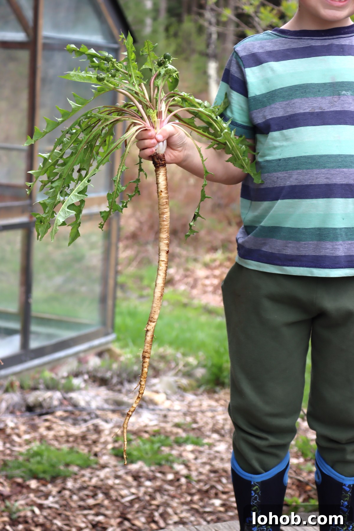 Raised Bed Gardening Guide for Beginners: Start Growing Vegetables 15 Dandelion Root