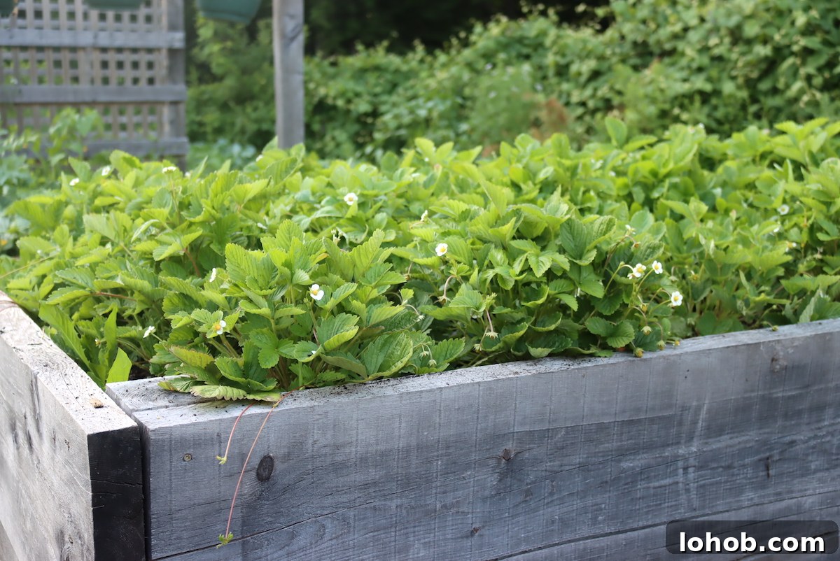 Raised Bed Gardening Guide for Beginners: Start Growing Vegetables 16 Alpine Strawberry Plants about 4 months after transplanting in small plugs.