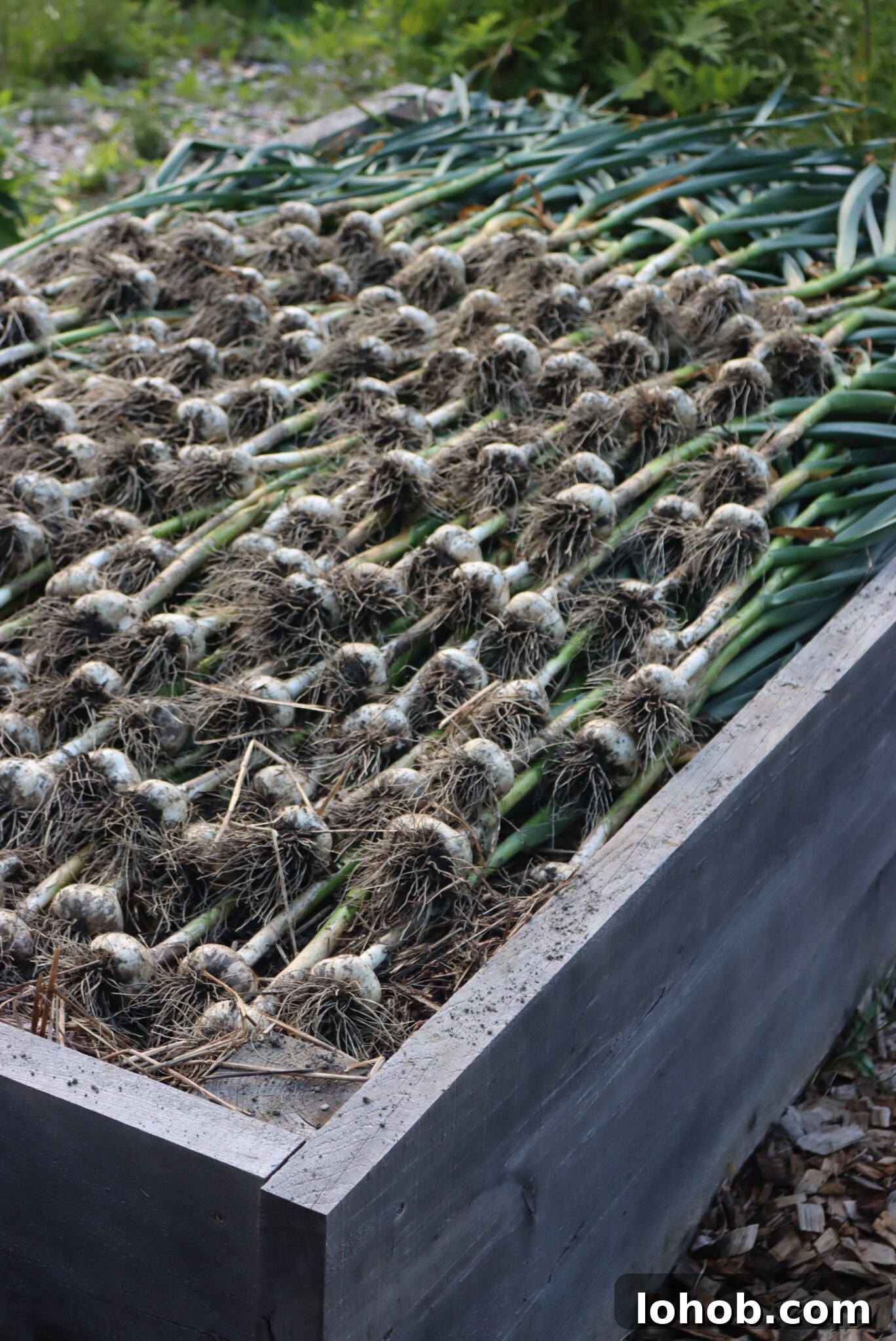Raised Bed Gardening Guide for Beginners: Start Growing Vegetables 3 Raised Bed garlic