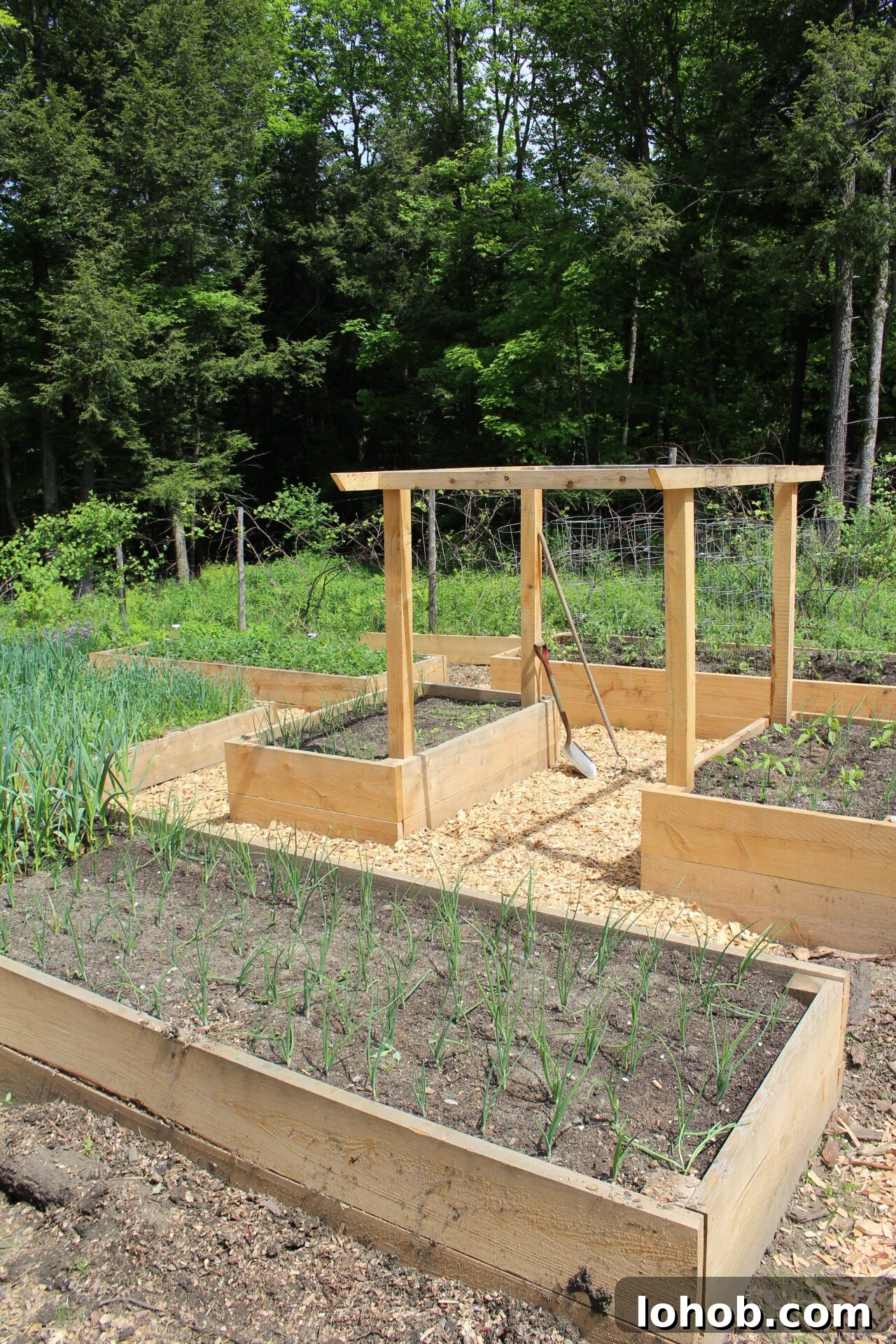 Raised Bed Gardening Guide for Beginners: Start Growing Vegetables 4 img 29816 3