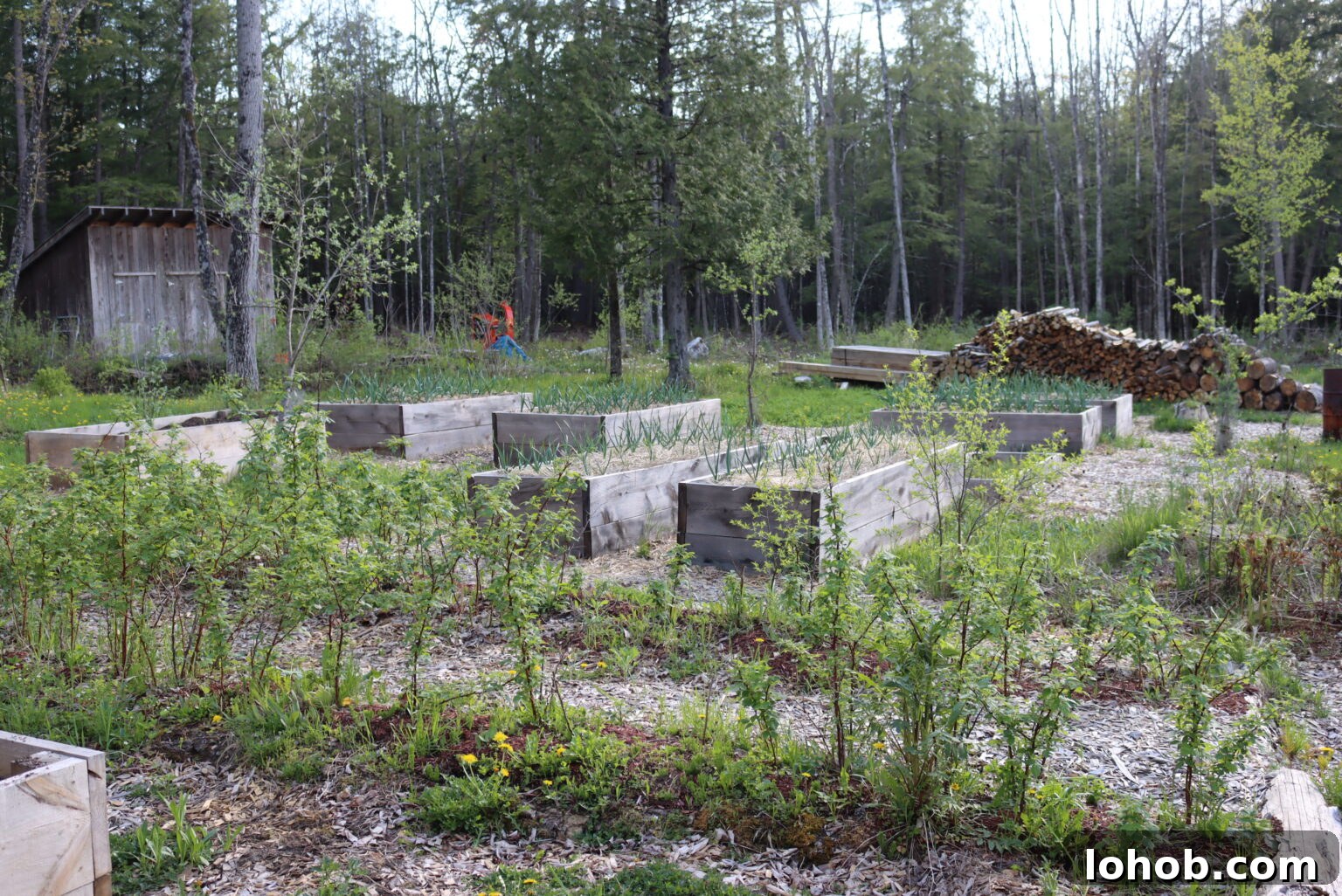 Raised Bed Gardening Guide for Beginners: Start Growing Vegetables 5 img 29816 4