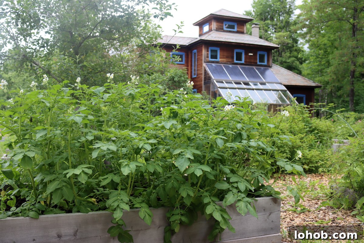 Raised Bed Gardening Guide for Beginners: Start Growing Vegetables 10 Potato Flowers