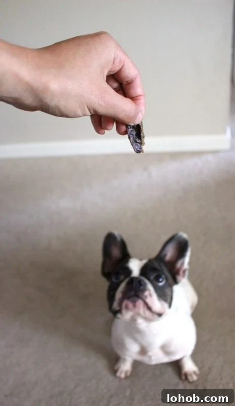 Homemade Beef Jerky Treats Dogs Will Love — Safe Recipe Guide 7 raw dog treat