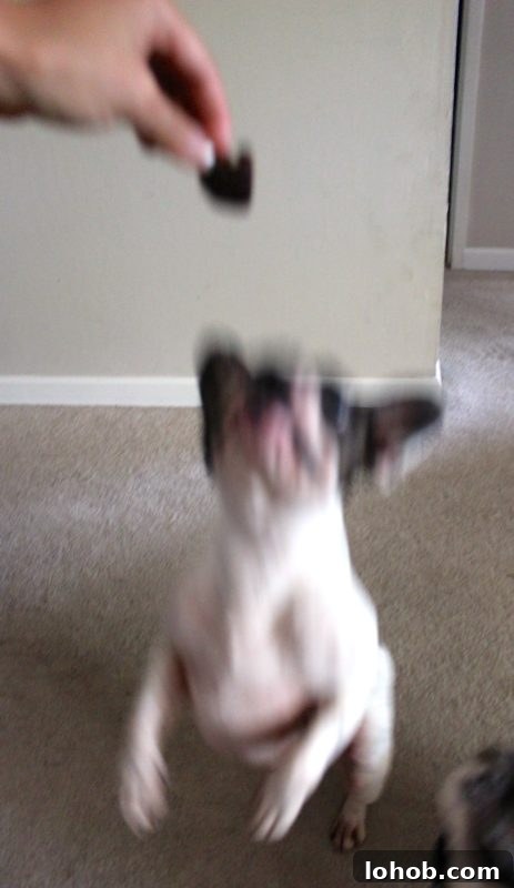 Homemade Beef Jerky Treats Dogs Will Love — Safe Recipe Guide 8 raw dog treat