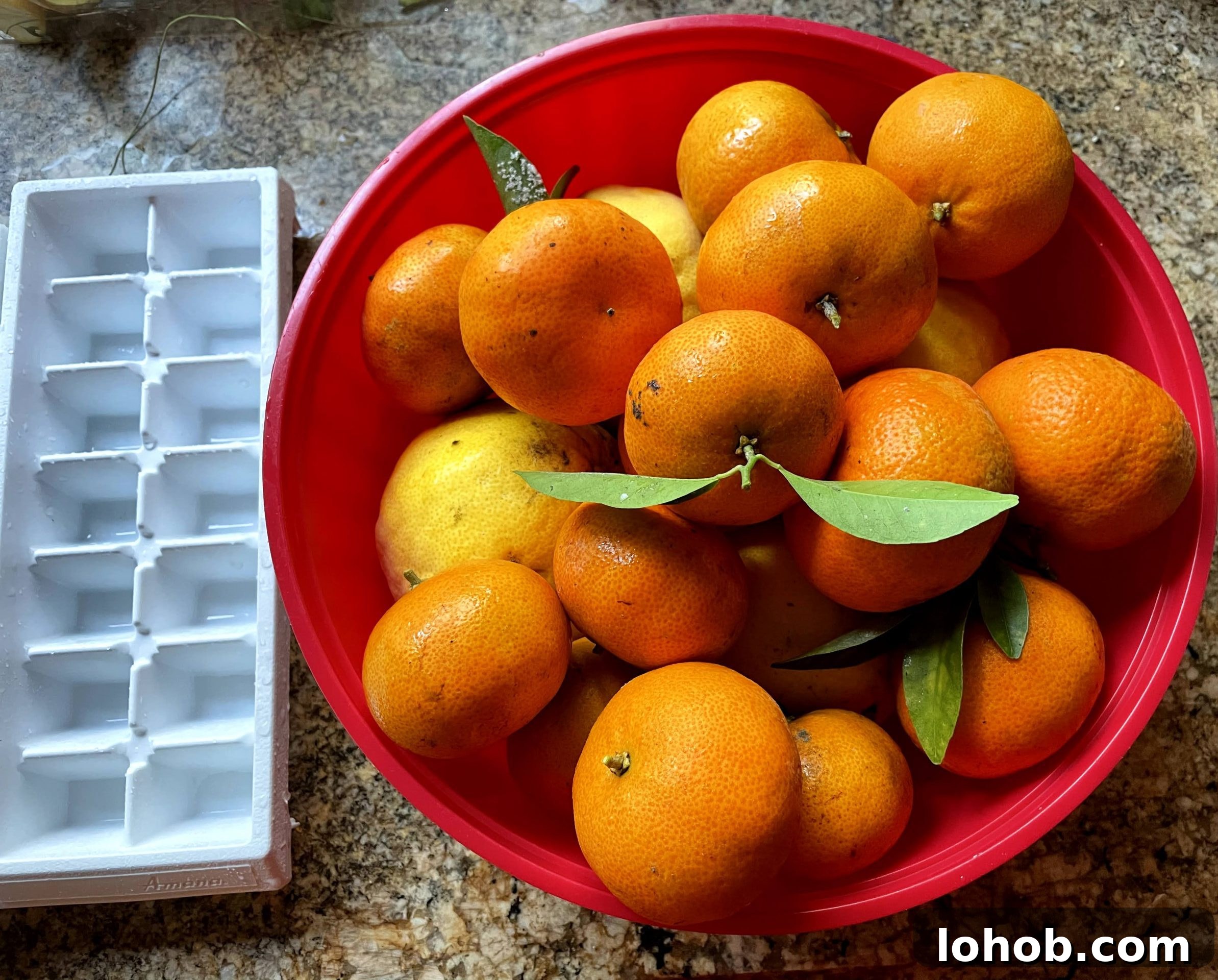 Citrus fruits for juicing