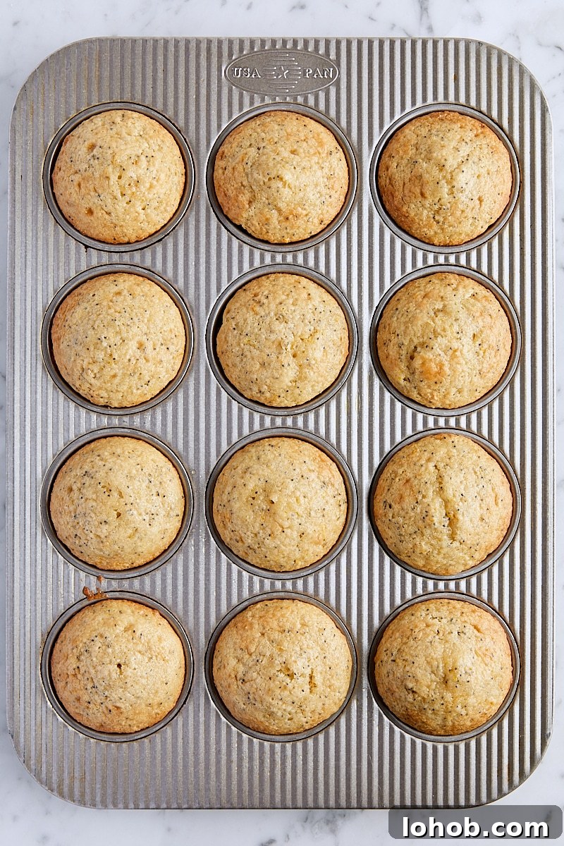 Lemon Poppy Seed Muffins Recipe — Moist, Zesty Morning Treat 11 Baked lemon poppy seed muffins in muffin tin