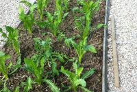 Puntarelle Recipes and Growing Guide